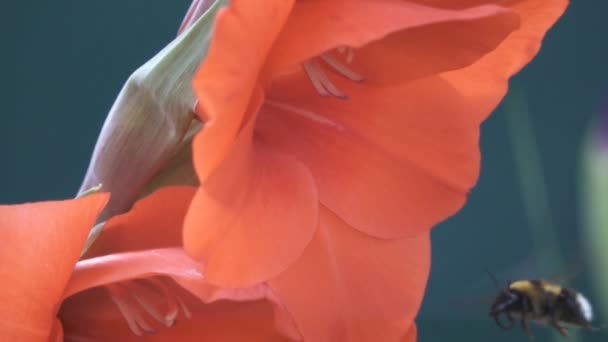 Čmelák zadá květina v super zpomaleně — Stock video