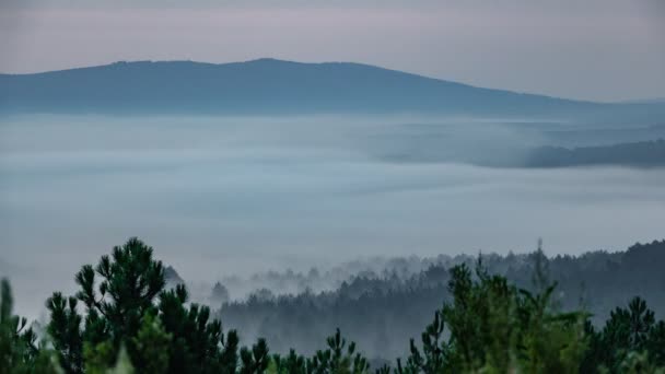 Mist Dans i gryningen, långa avstånd skott — Stockvideo