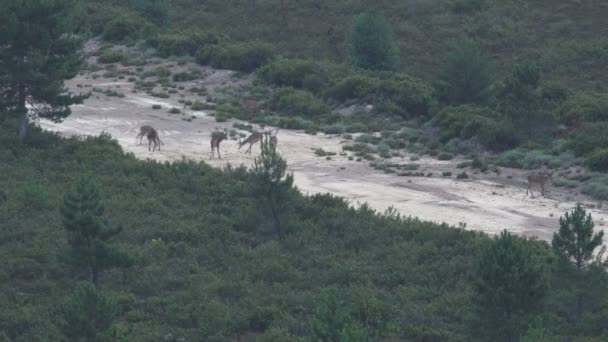 许多男性鹿在林带, 贝娄时间 — 图库视频影像