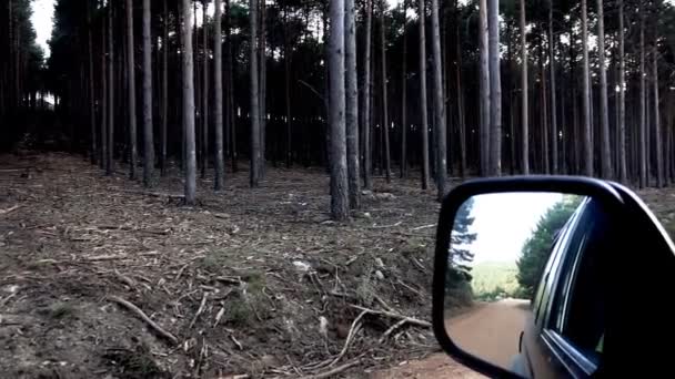 Сверхмедленное движение соснового леса и автомобильного зеркала — стоковое видео