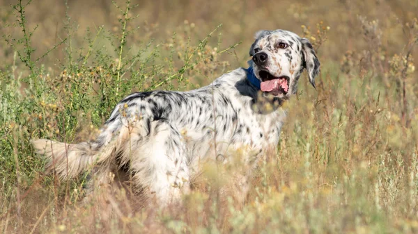 Profil görünümü işaretçi köpek uzun saçlı geri arıyorsunuz — Stok fotoğraf
