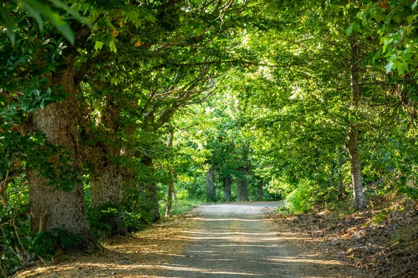 Road, w otoczeniu drzew kasztanowca i promienie słońca — Zdjęcie stockowe