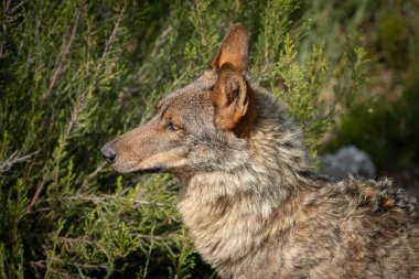 Canis Lupus Signatus soldaki çalıların arıyorsunuz