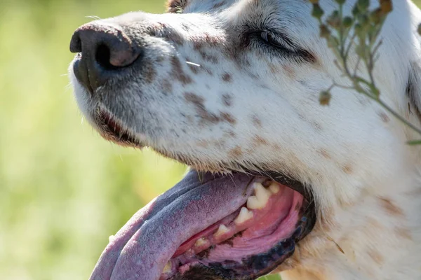 Vista del profilo della testa del cane puntatore con la lingua fuori — Foto Stock