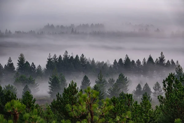 Salida del sol con niebla en el bosque de pinos —  Fotos de Stock