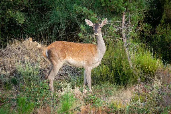 Female deer with big ears looking at camera near pine tree — Stock Photo, Image