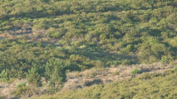 Filhotes de lobos selvagens caminhando, tiro de longa distância em 4k — Vídeo de Stock