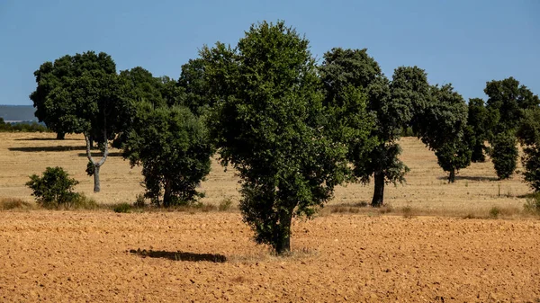 Holm oaks in the field, long shot — Stock Photo, Image