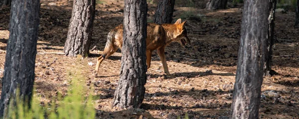 Iberian wolf in pine tree forest — Stock Photo, Image