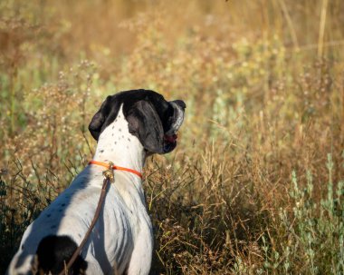 İşaretçi köpek kısa saçlı arkadan görünüş