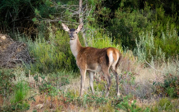 Female deer with big ears looking at camera — Stock Photo, Image