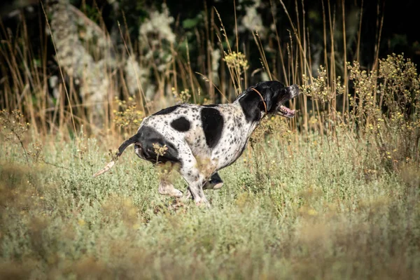 İşaretçi safkan köpek ormanda çalışan — Stok fotoğraf