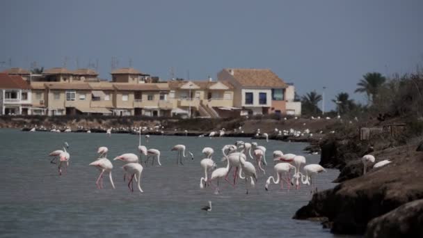 Большая группа фламинго возле города — стоковое видео
