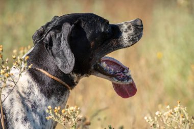 Profil görünümü işaretçi köpek siyah baş ve dilini