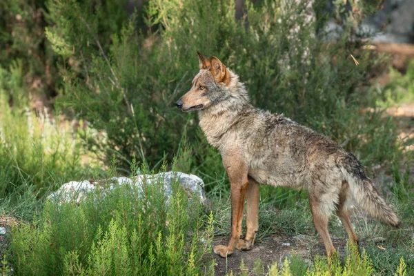 Todo Canis Lupus Signatus mirando a la izquierda en el arbusto —  Fotos de Stock