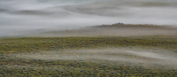 Arbusto distante con niebla y ciervos alimentándose —  Fotos de Stock