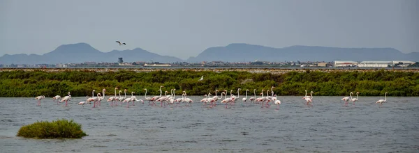Panoramic view of group of flamingos against the city — Stock Photo, Image