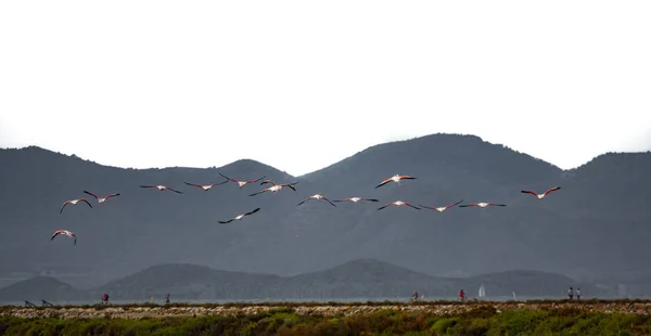 Группа фламинго летит в ряд — стоковое фото