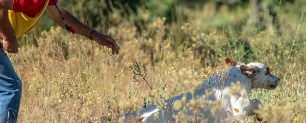 Vue du profil de Pointer dog hunting avec le propriétaire — Photo