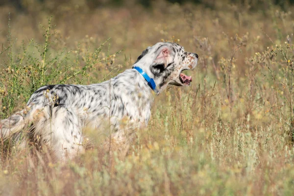 Profilbild eines Zeigerhundes mit langen Haaren und offenem Maul — Stockfoto