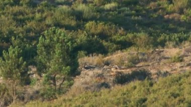 Uzun mesafede oynarken yavrularını vahşi wolfs
