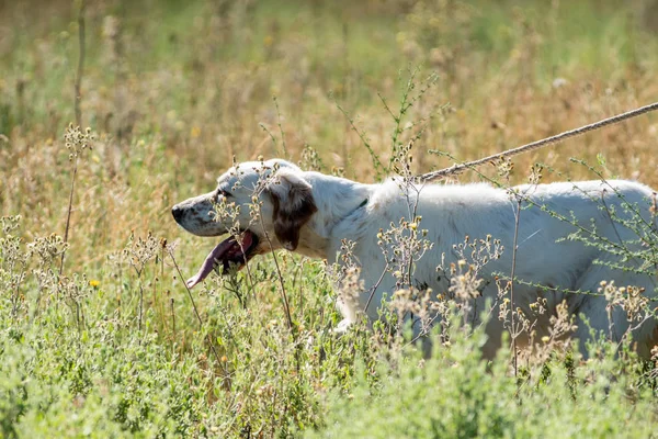 İşaretçi köpek uzun saçlı ve açık ağız — Stok fotoğraf