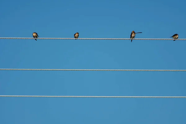 Swallows over parallel high tension cables, long shot — Stock Photo, Image