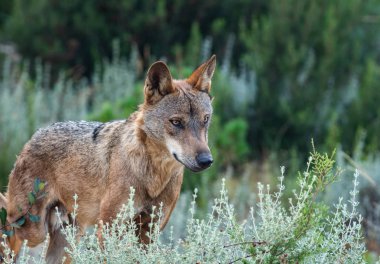 Canis Lupus Signatus standind ve lookig için belgili tanımlık doğru yön