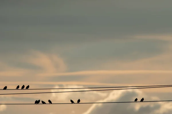 Estorninhos aleatórios sentados em um elétrico ao entardecer — Fotografia de Stock