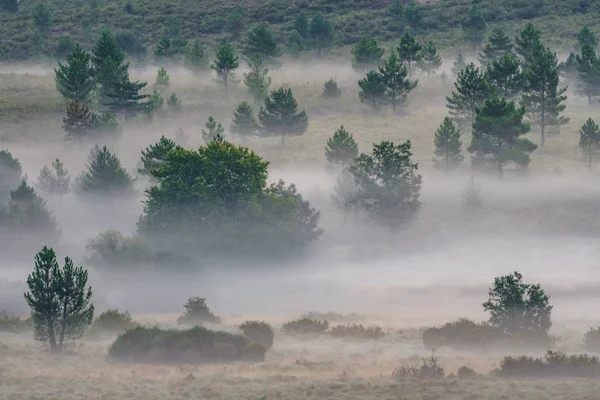 Amanecer brumoso en el país con árboles al azar —  Fotos de Stock