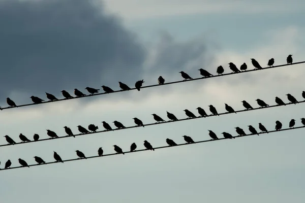 Bulutlar ile alacakaranlıkta bir elektrik üzerinde oturan sığırcık — Stok fotoğraf