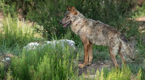 Lobo ibérico en el arbusto mirando a la izquierda del marco —  Fotos de Stock