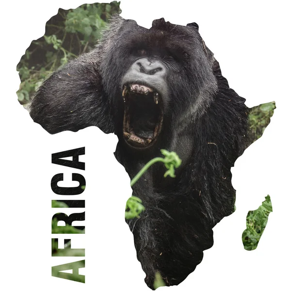 Silverback gorila s otevřít ústa tvar kontinentu Afrika — Stock fotografie