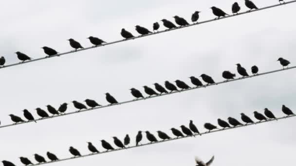 高電圧ケーブルの線の上にスターリング鳥の群れ トップ ケーブルに焦点を当てる — ストック動画