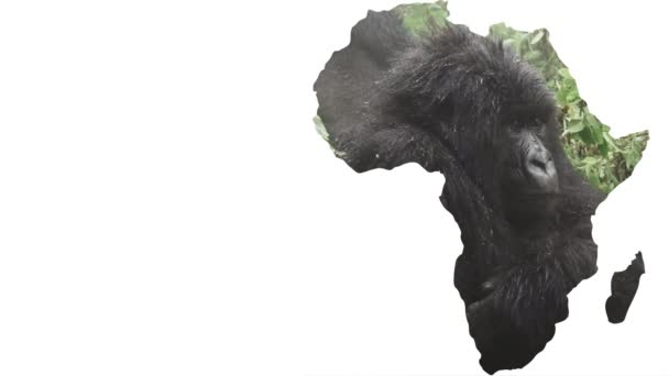 Africa continente forma con faccia di gorilla, zoom in — Video Stock