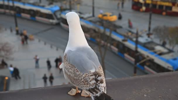 Seagull tittar på spårvagn och turister — Stockvideo