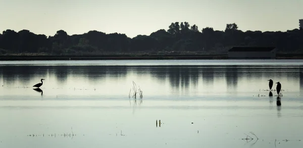 Fåglar söker konfrontation i sjön, hög kontrast — Stockfoto