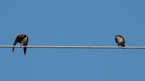 Две ласточки над кабелем высокой мощности чистят себя — стоковое видео