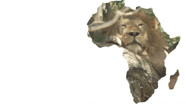 Erkek aslan ağaç üzerinde uyku ile Afrika kıta şekli — Stok video