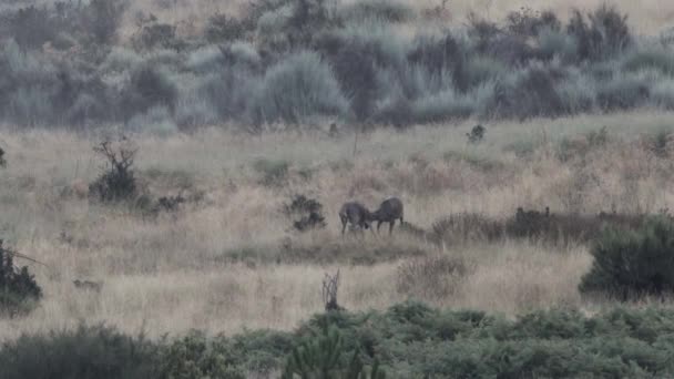 두 남성 deers 싸움 — 비디오