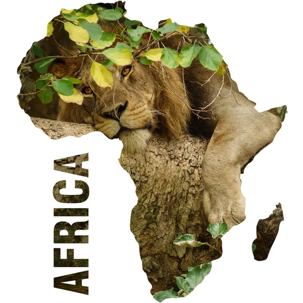 Wild lion over tree branch and africa continent outline — Stock Photo, Image