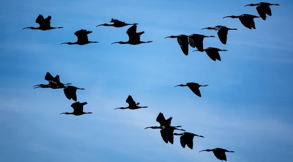 Grupo ibis brillante volando contra el cielo azul —  Fotos de Stock