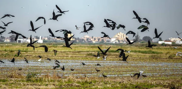 Glänsande ibis grupp störning flyr flygning, kort skärpedjup — Stockfoto