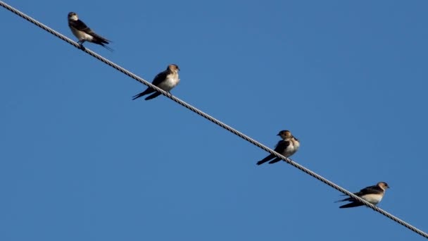 Quatre hirondelles sur le câble haute puissance se nettoyer — Video