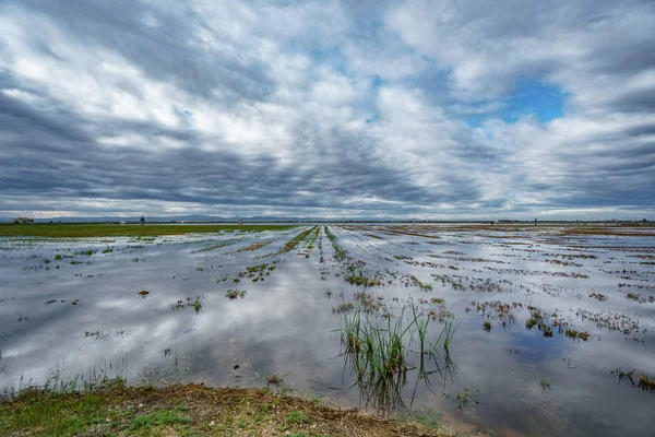 Shore pirinç alan ve Albufera bulutlu gökyüzü yansıması — Stok fotoğraf