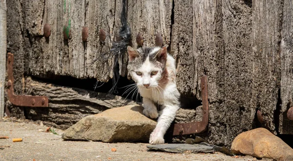 Ieșirea pisicii de stradă din gaura ușii, vedere din față — Fotografie, imagine de stoc