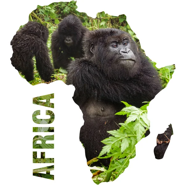 Горные гориллы сидят внутри Африки очертания континента — стоковое фото