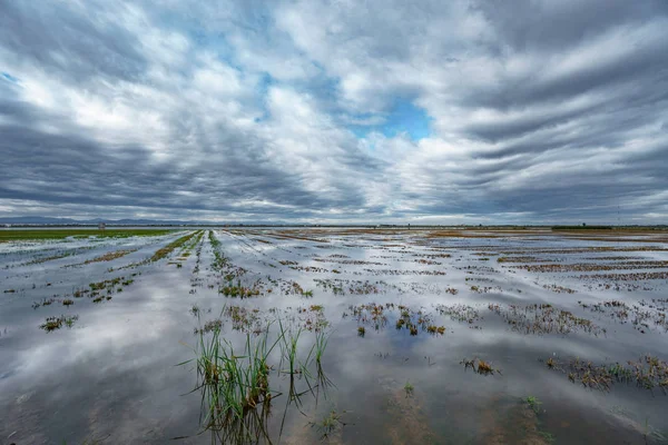 Il bordo della risaia e il cielo nuvoloso riflesso in Albufera — Foto Stock