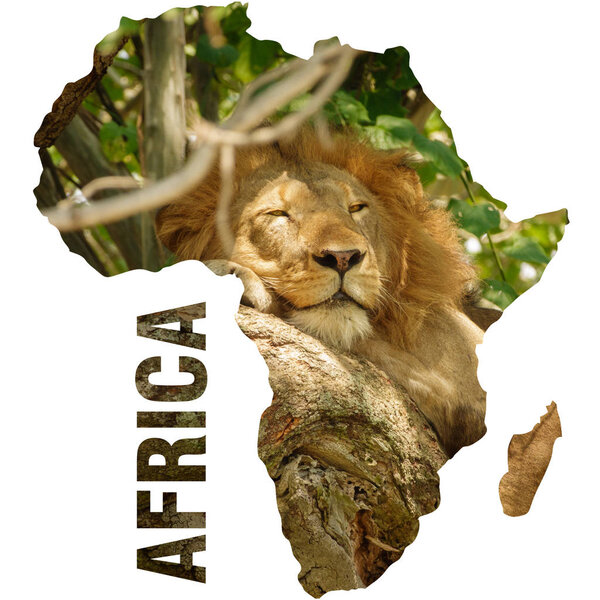 Africa continent outline with male lion sleeping on tree branch
