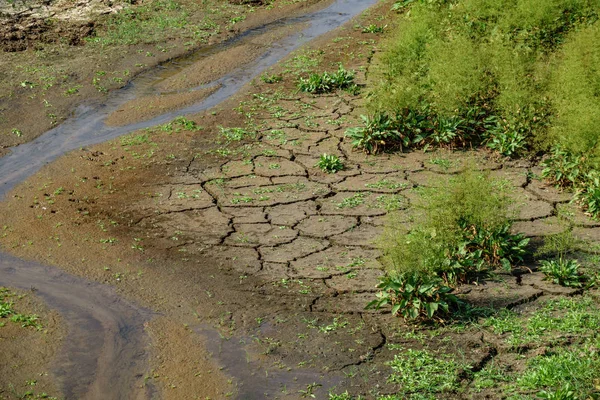 Wasserlauf mit rissiger Erde und neuen Pflanzen — Stockfoto